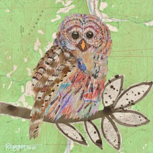 Image link Barred Owl #3