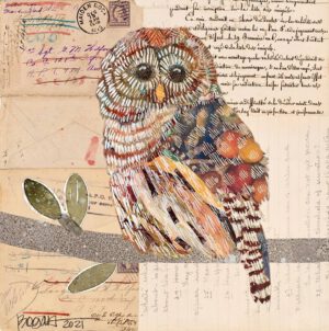 Image link Barred Owl #4