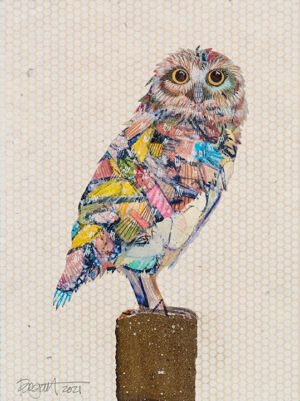 Image link Screech Owl #3