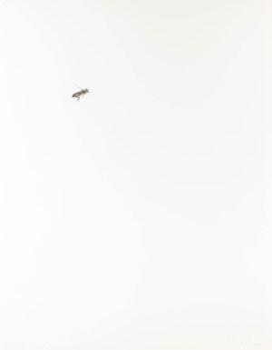 Image link Bee XV