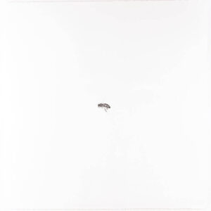 Image link Bee XVII