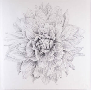 Image link Dahlia