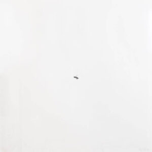 Image link Bee XVIII