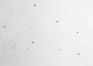 Image link Swarm XXIII