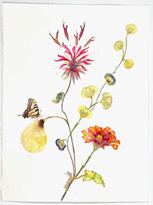 Image link Bursting Beebalm 2020