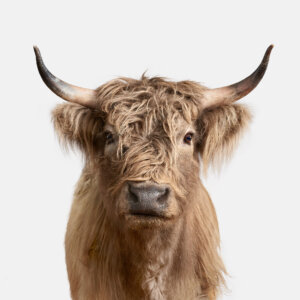 Photo of Highland Cow 2 artwork