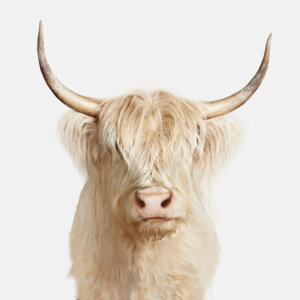 Photo of Highland Cow 1 artwork