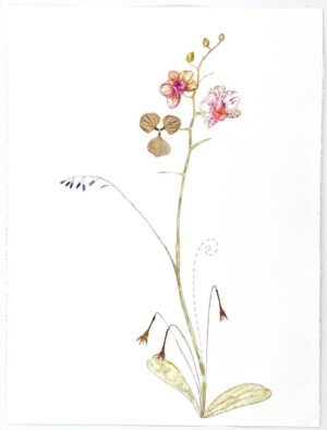 Image link Three Orchids 2020