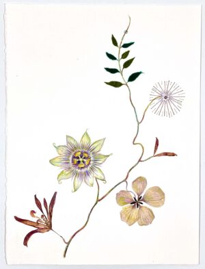 Image link Passiflora and Velvet 2020