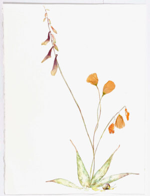 Image link Poppy and Shine 2021