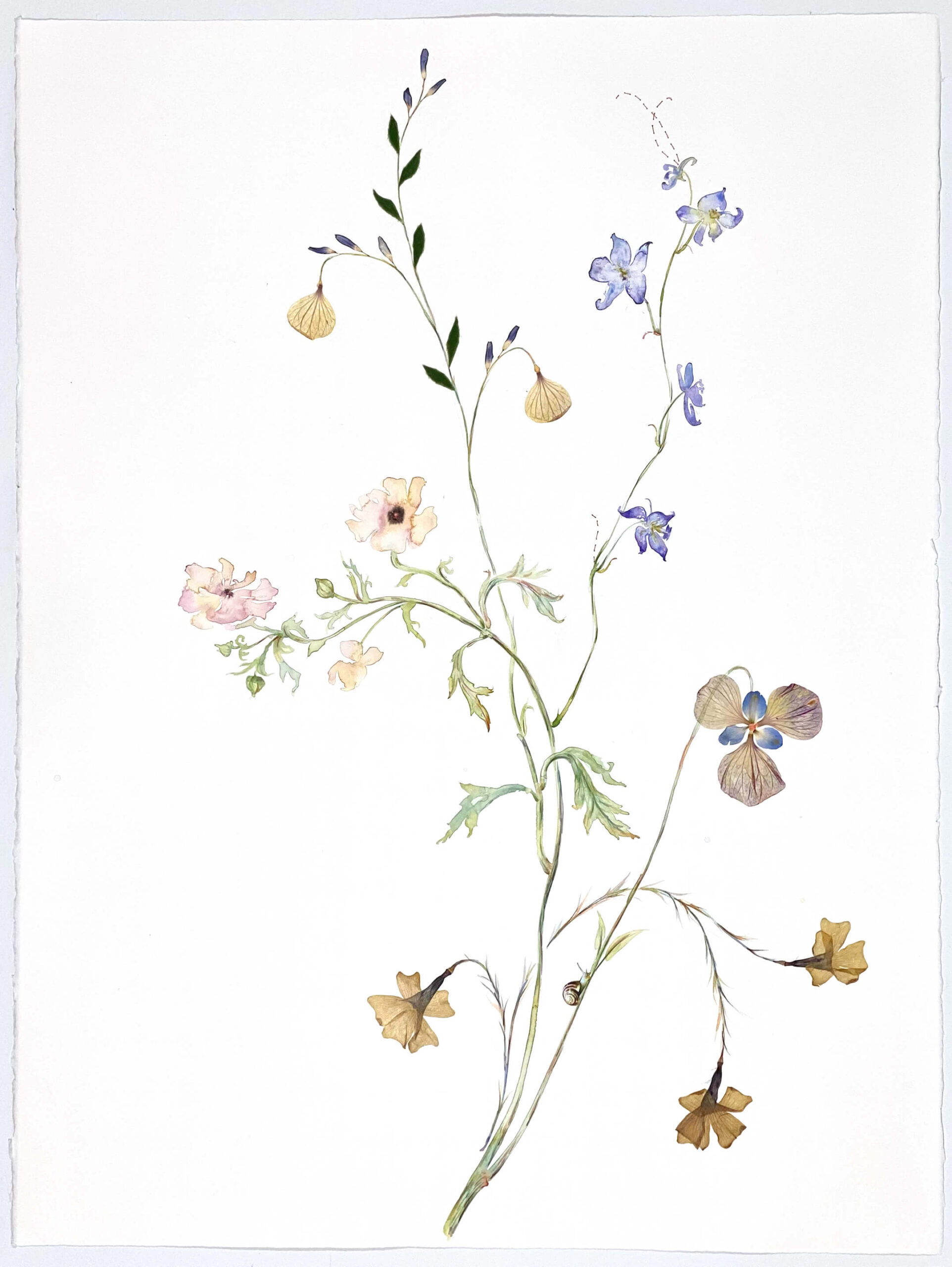 Image of Ranunculus, Delphinium and Velvet 2021