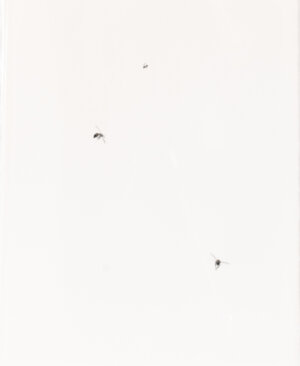 Image link Bee Swarm VI