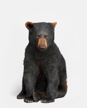 Photo of Bear Cub, Andre artwork