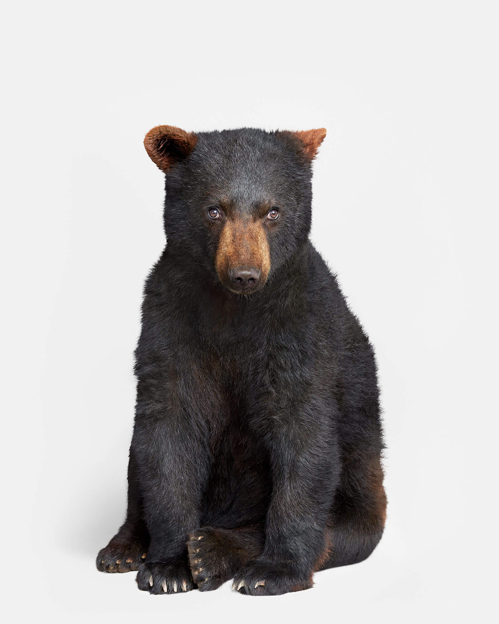 Image of Bear Cub, Andre
