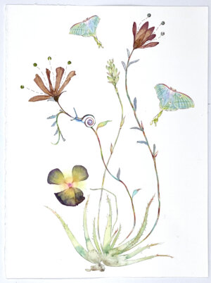 Image link Aloe and the Luna Moths 2022