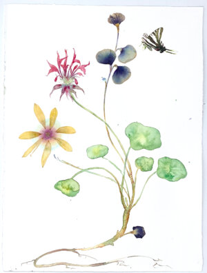 Image link Beebalm and Nasturtium 2022