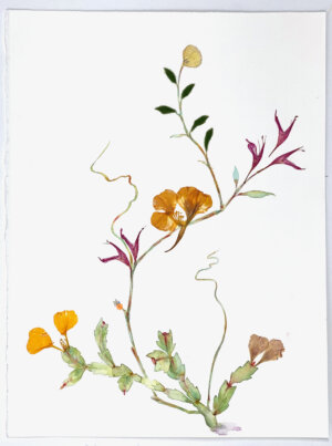 Image link Cactus Vine 2022