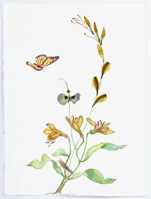 Image link Leopard Lilies 2022