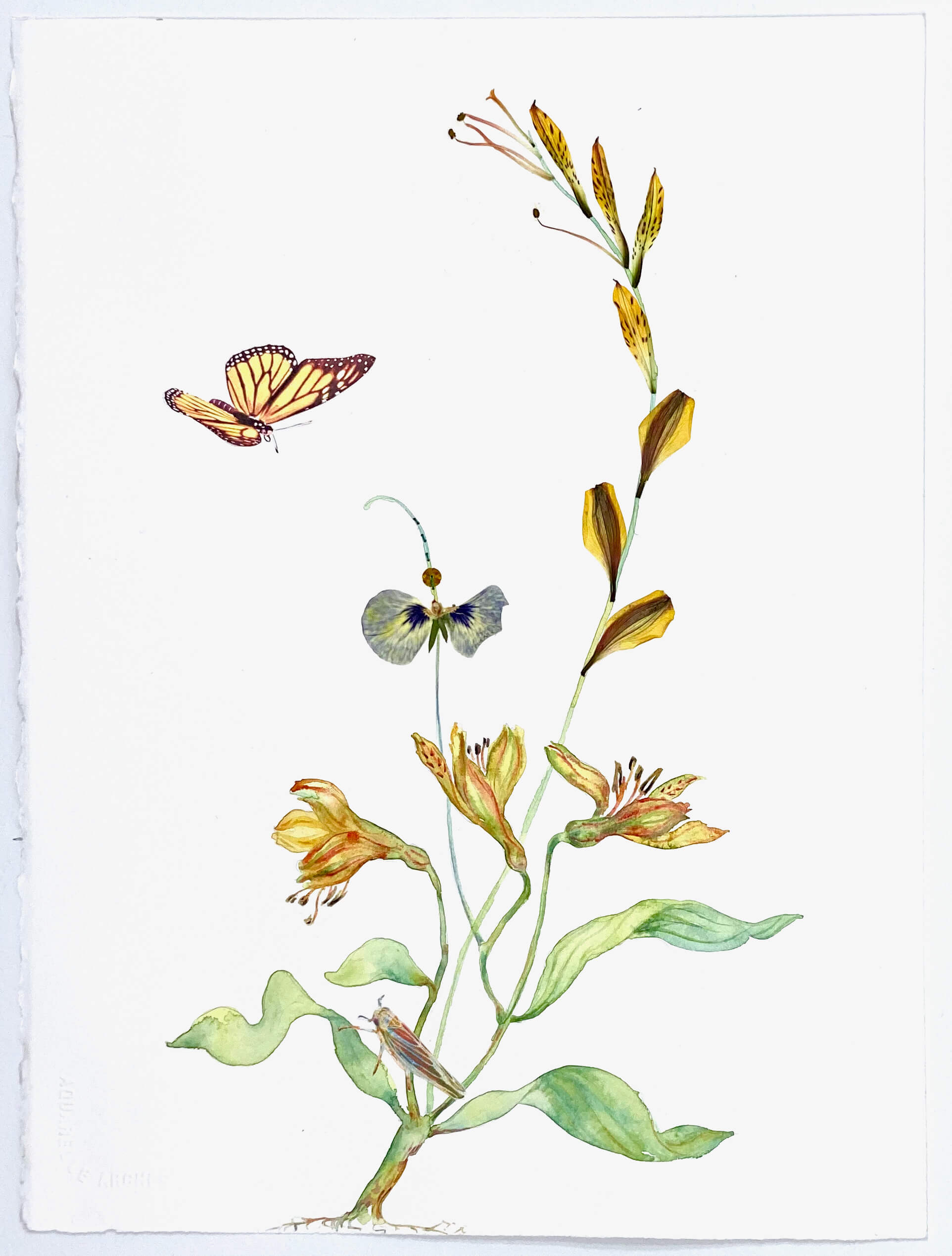 Image of Leopard Lilies 2022