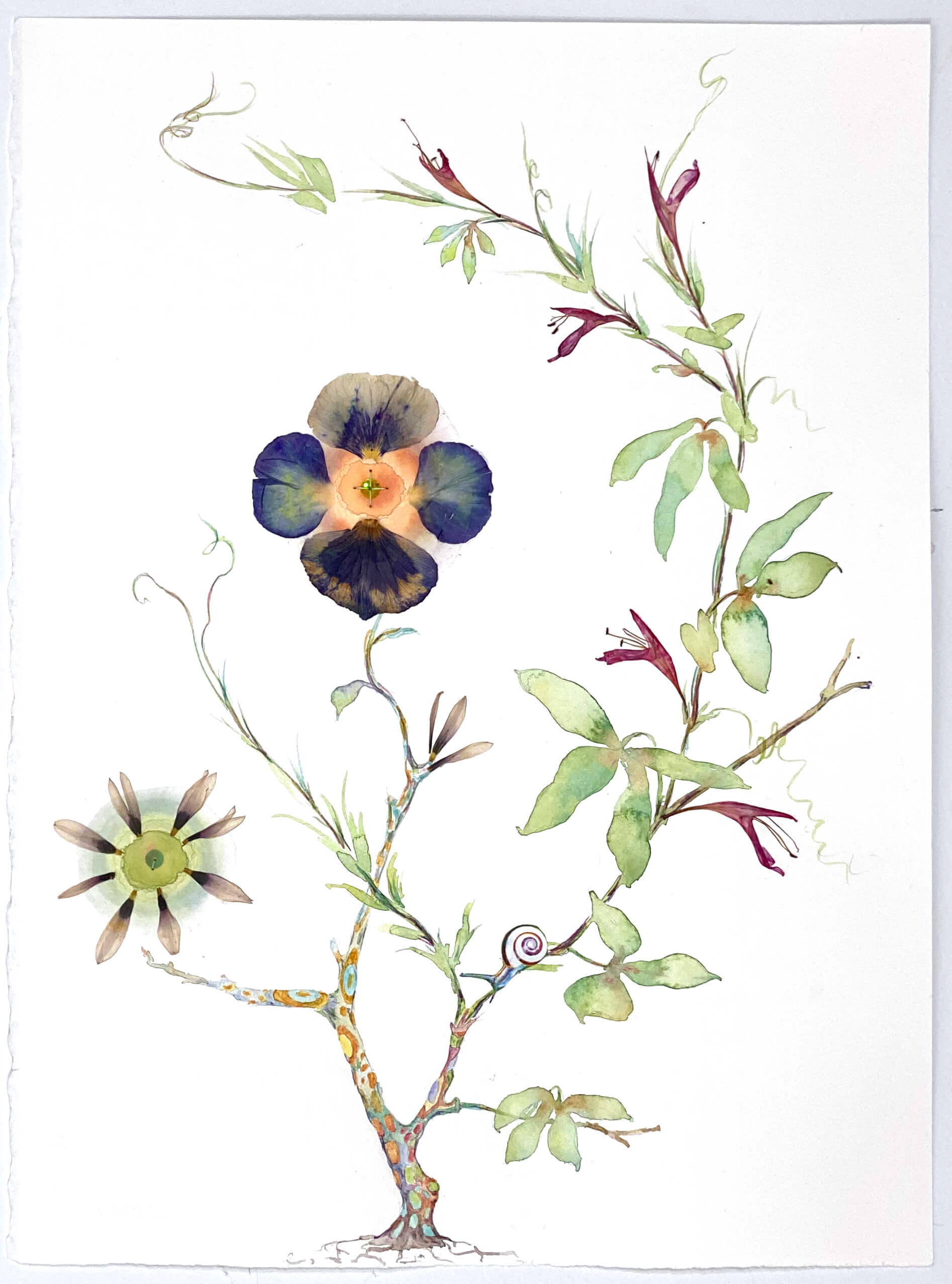 Image of Passiflora and Pansy 2022
