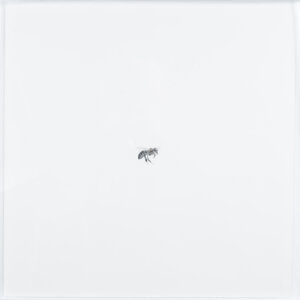 Image link Bee XXXIX