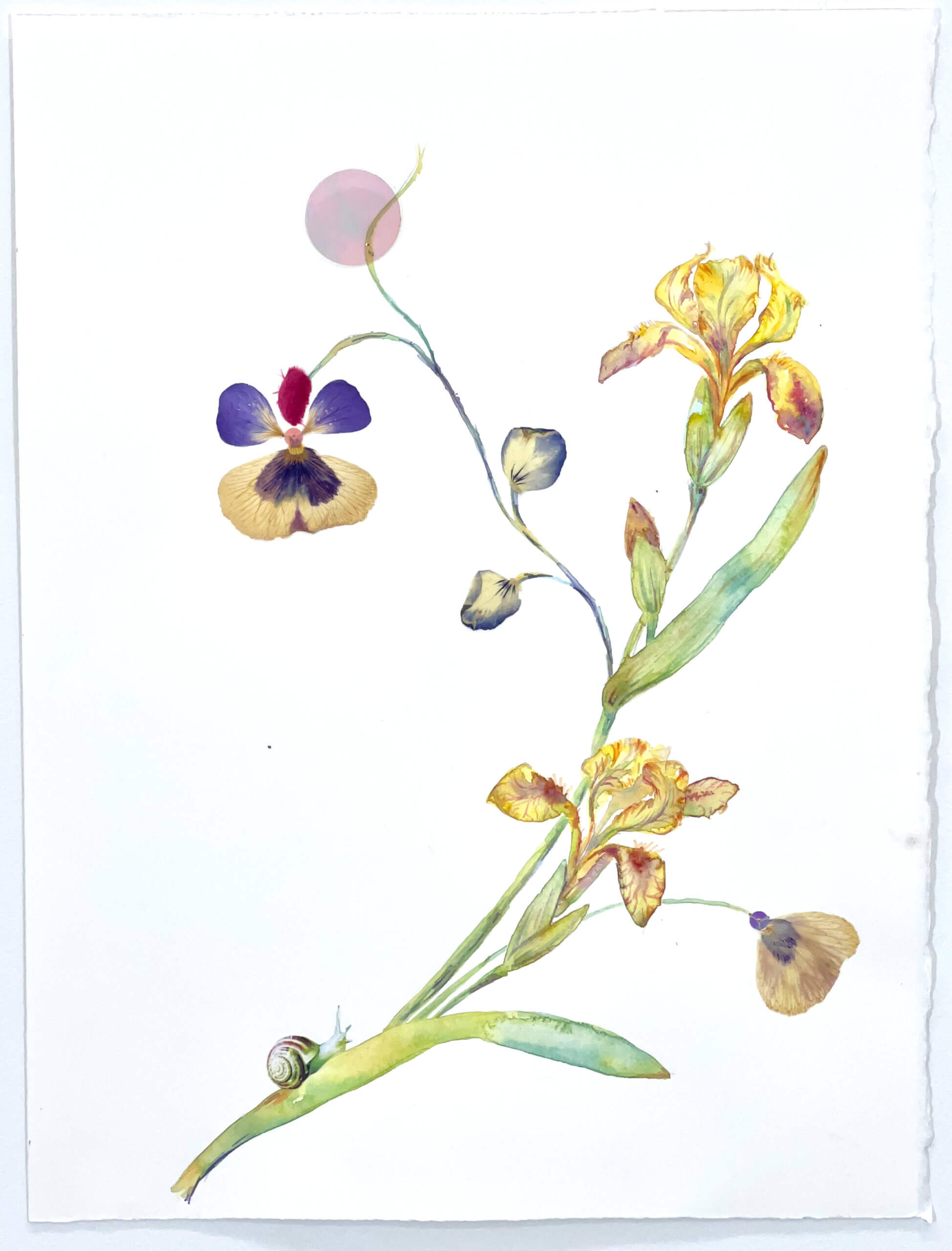 Image of Leaning Iris and Pansy