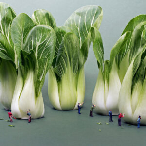 Photo of Bok Choy Cutters artwork