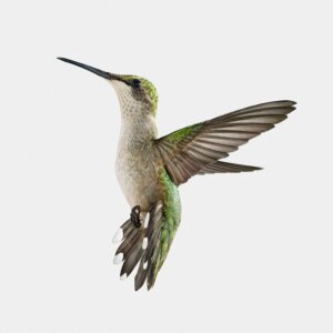Photo of Hummingbird artwork