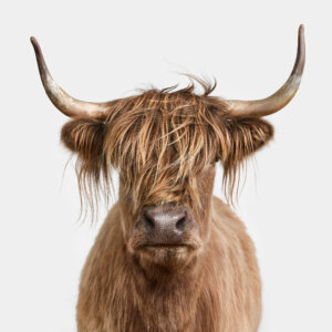 Photo of Highland Cow No. 5, Hazel artwork