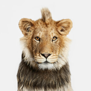 Photo of Young Lion, Jabari artwork