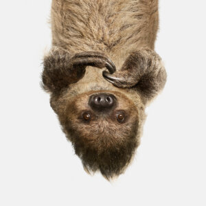 Photo of Upside Down Sloth, Perry artwork