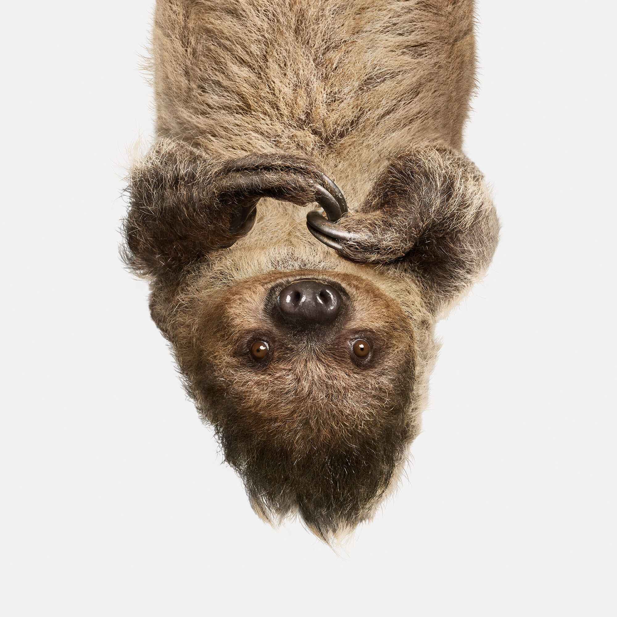 Image of Upside Down Sloth, Perry