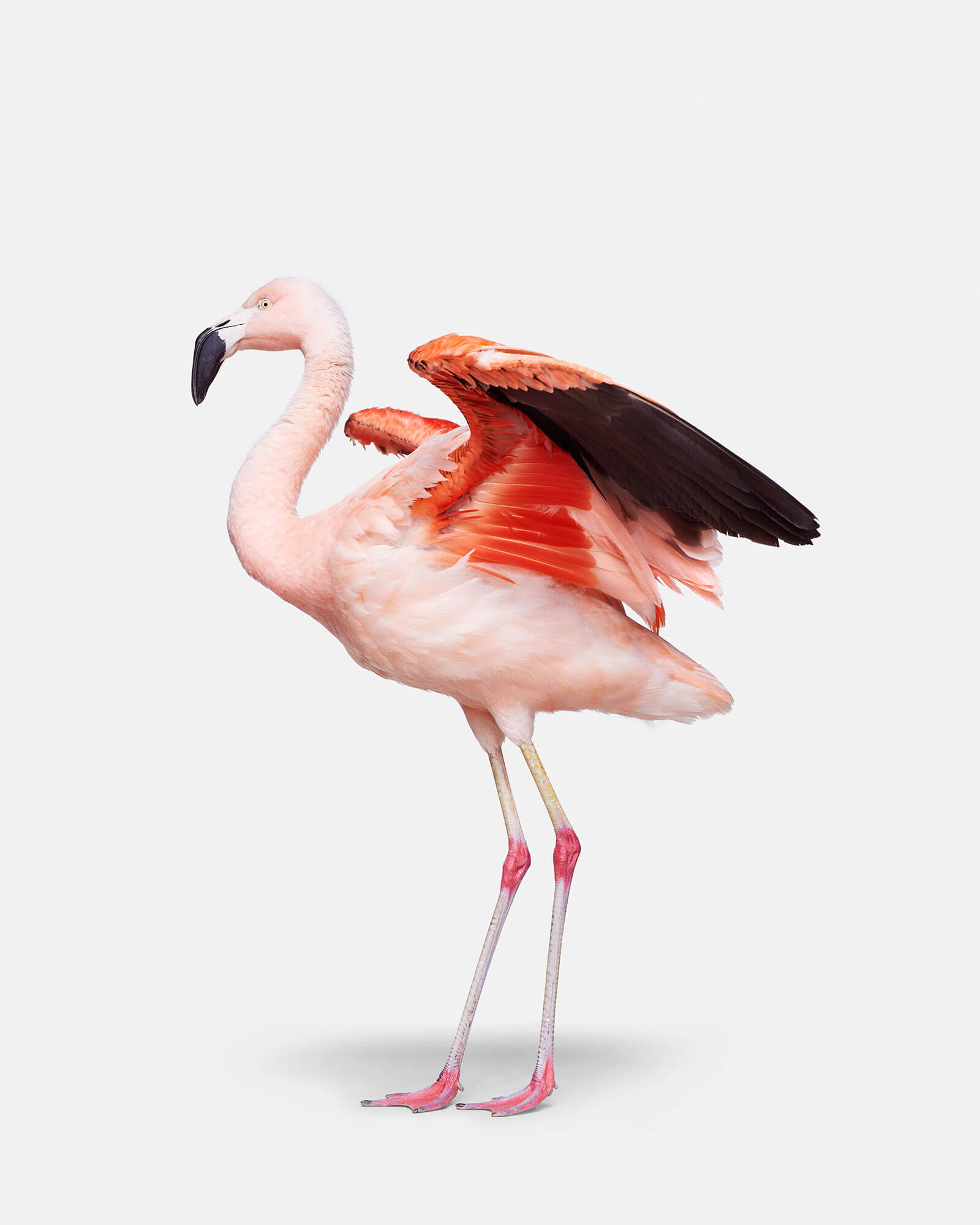 Image of Flamingo No. 1, Alejandra