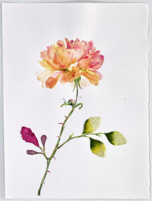 Photo of A Mango Rose artwork
