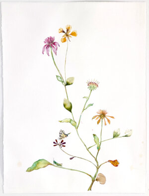 Photo of Echinacea and Velvet artwork