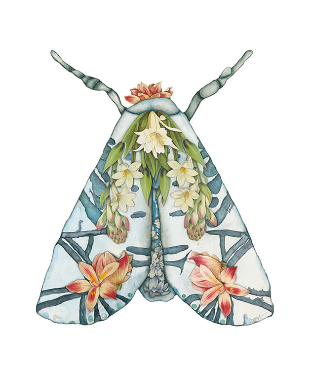 Image of Jeremiah – Moth