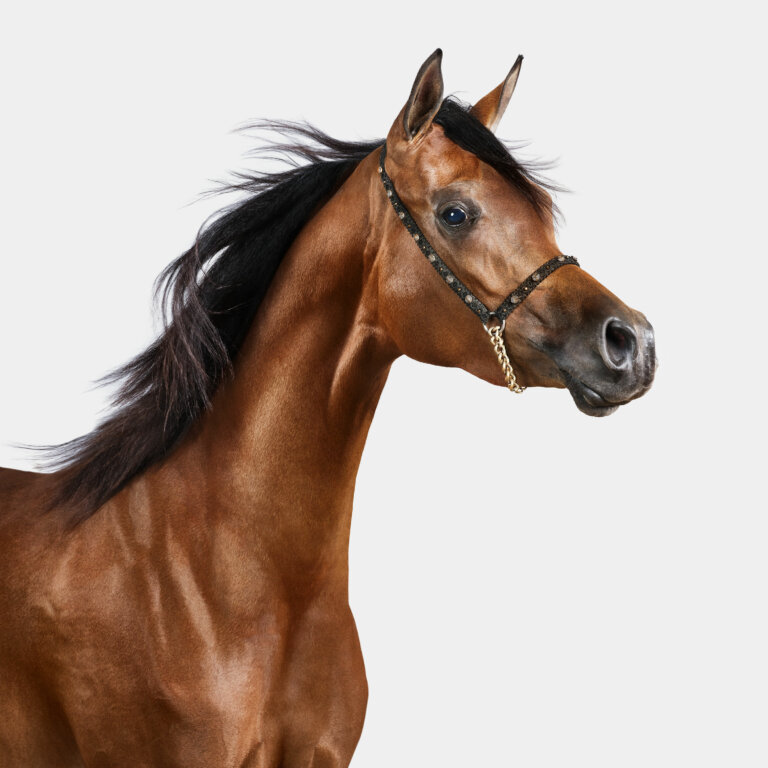 Professional photograph of an Arabian Brown mare wearing a dark leather and gold chain bridle against a white background