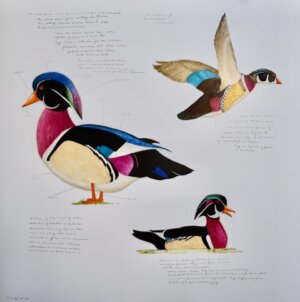 Photo of Observations of the Wood Duck artwork