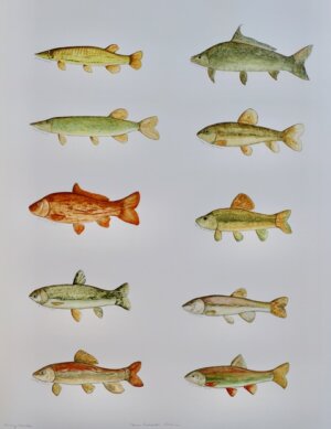 Photo of Texas Freshwater Fish 1 artwork