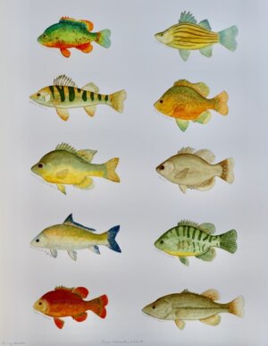 Photo of Texas Freshwater Fish 2 artwork