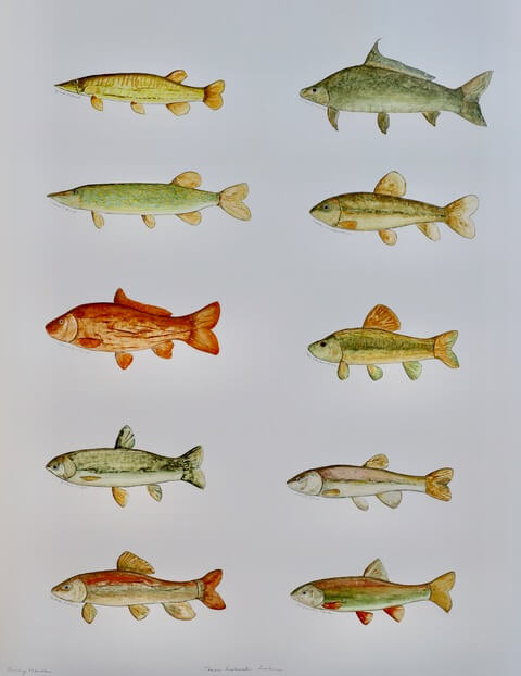 Image of Texas Freshwater Fish 1