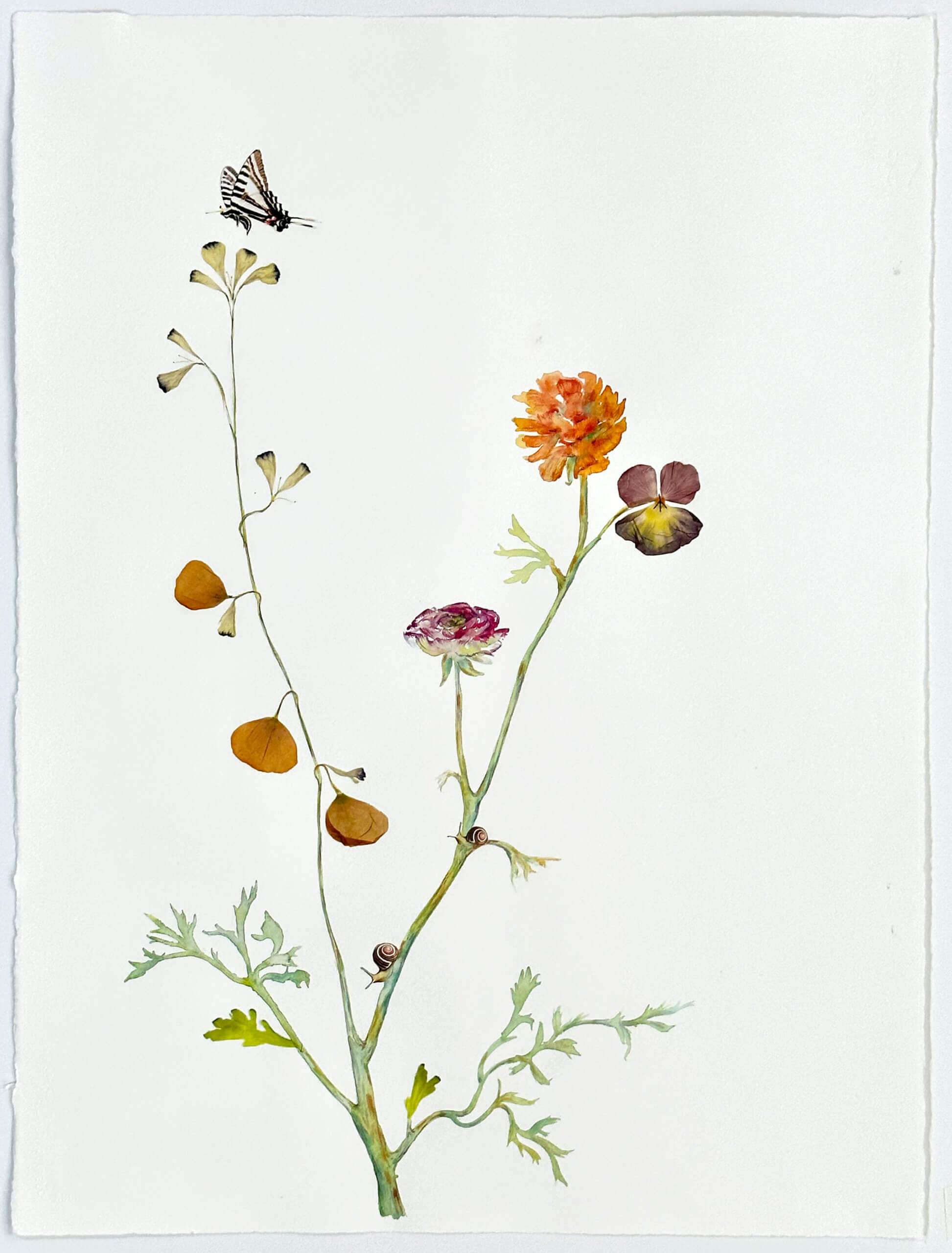 Image of Ranunculus, Poppies and Zebra Butterfly 2023