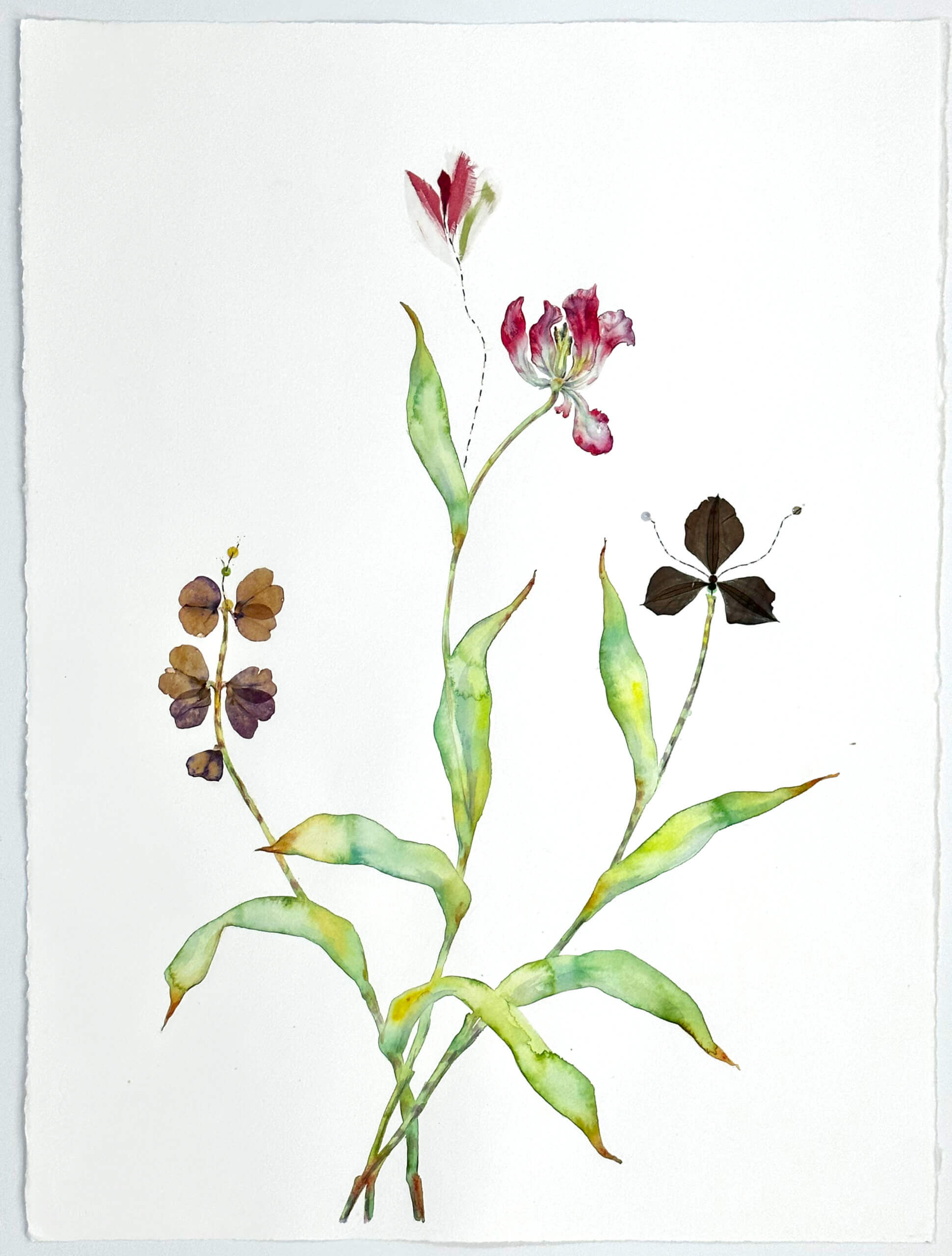Image of Silk, Black Petals and a Tulip 2023