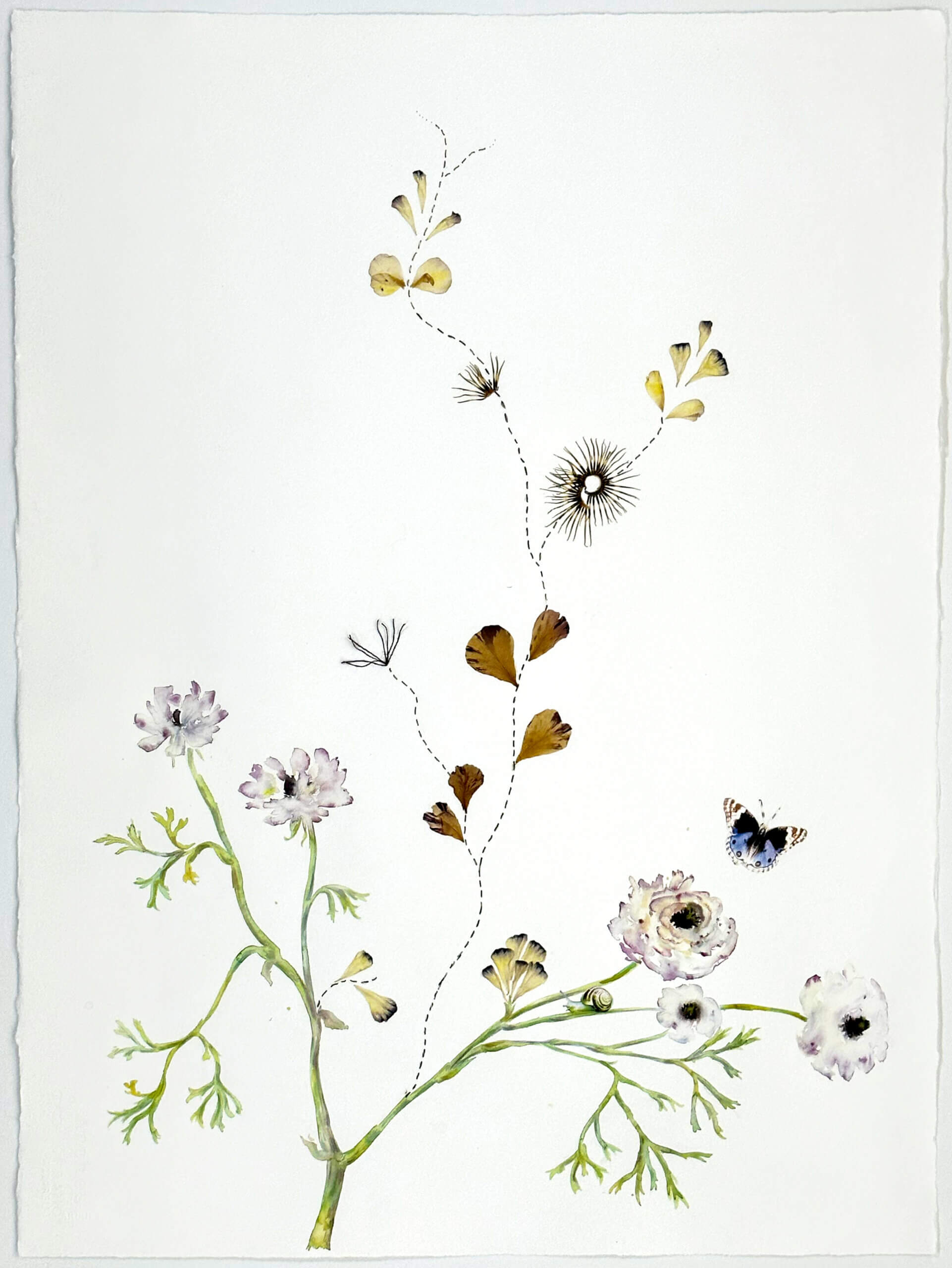 Image of White Ranunculus 2023