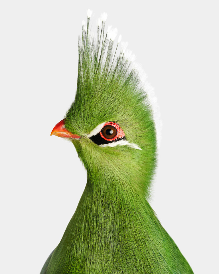 Professional photograph of a livingstone's turaco bird against a white background. the bird's body is facing towards the photographer, while its head is turned to the left so that the viewer has a profile angle of the left side of the bird's face. it is a bright lime green bird with a razor-like plume of green feathers tipped in white on its head. it has a sharp orange beak, and its dark brown eye is surrounded by pink along with white and black feathers.