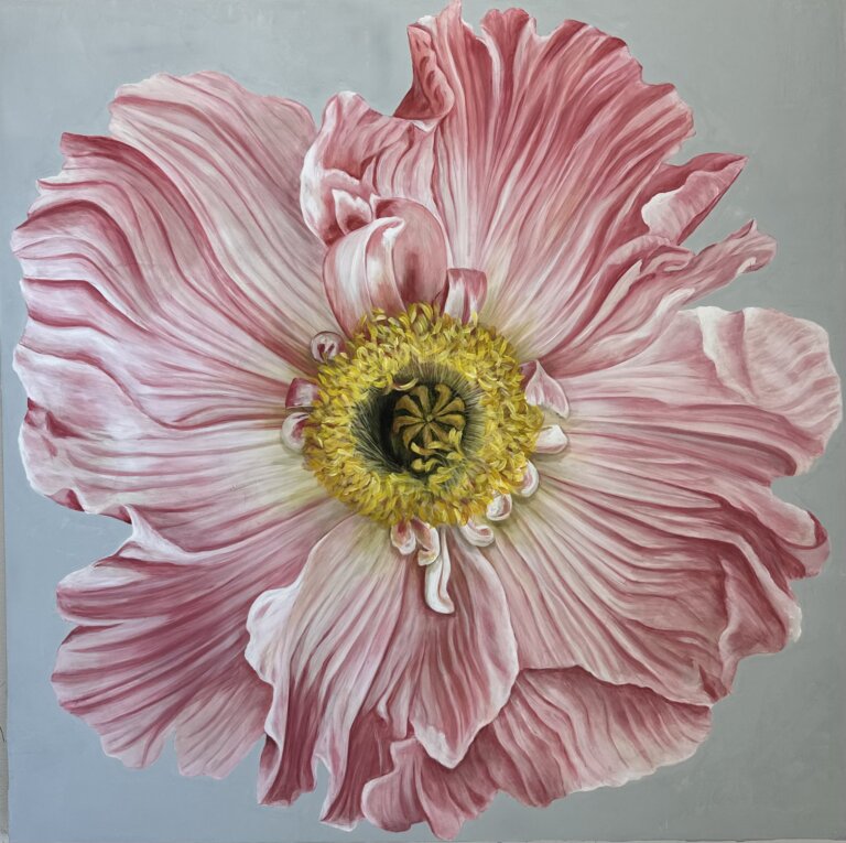 a large pink and white poppy with a yellow center against a pale gray background