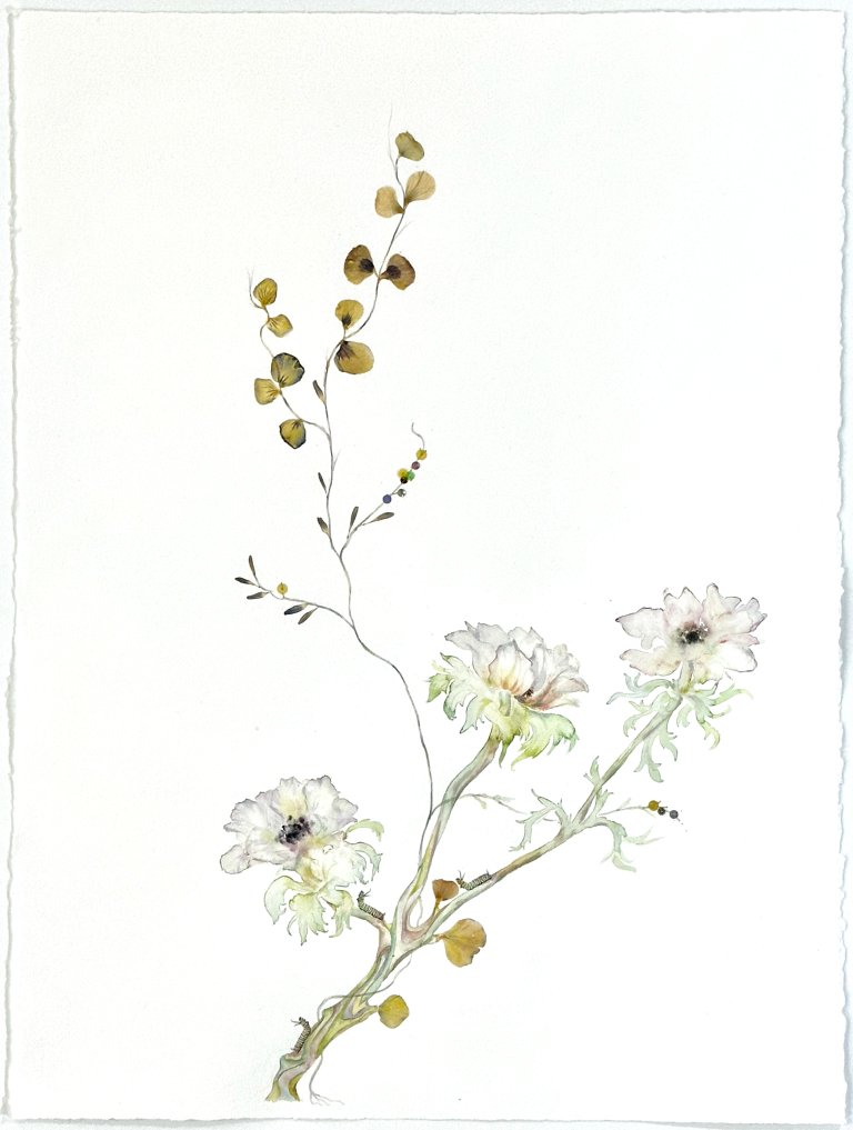 an abstract play on a traditional botanical watercolor. there are three fluffy white flowers with black centers on a stem that also bears golden brown dried petals. there are three tiny striped caterpillars traveling up and down the stem of the flowers.