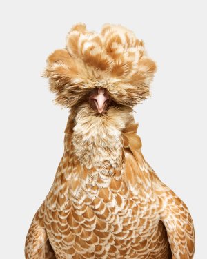Photo of Bantam Buff Laced Polish Hen No. 1, Denison artwork