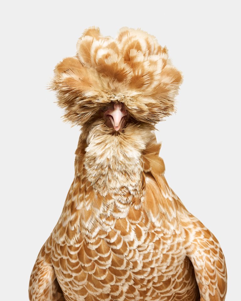 professional photograph of a brown and white bantom buff laced polish hen photographed head on against a white studio background