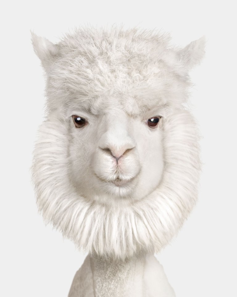 professional photograph of a white huacaya alpaca with brown eyes photographed head on against a white studio background